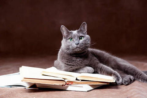 Russian Blue Cat laying down with some open books and looking at the camera