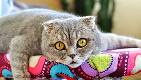 Scottish Fold Cat laying on a colourful blanket and looking into the camera with pretty yellow eyes
