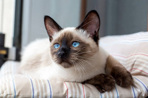 Beautiful Siamese Cat with Bright Blue Eyes