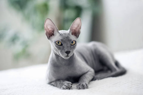Hairless Grey Sphynx laying on a white countertop
