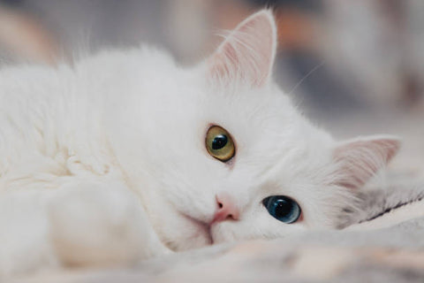 Turkish Angora Cat that is white and fluffy and has one green eye and one blue eye