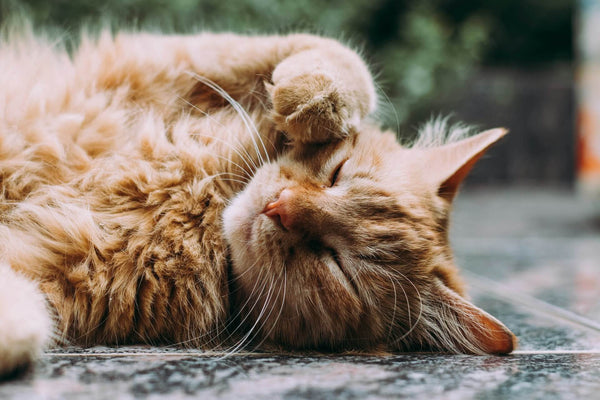 Why you should brush cats with long hair every day