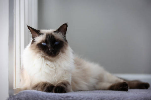Balinese Cat laying by a window