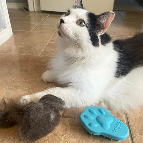 A proud black and white cat sitting next to their cat brush and their furball