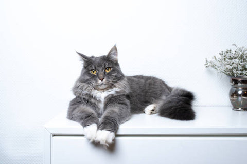 Maine Coon Cat laying on a white table