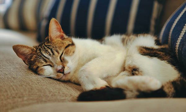 Best way to get cat hair off couch