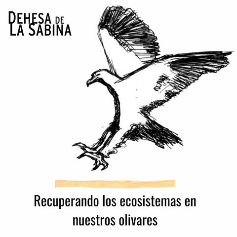 DEHESA DE LA SABINA. AMIGOS DE LA NATURALEZA. RECUPERACIÓN DEL ECOSISTEMA EN LOS OLIVARES. PROYECTO OLIVARES VIVOS. PRODUCCIÓN ECOLÓGICA. PROCEDIMIENTOS BIODINÁMICOS. ECONOMÍA SOSTENIBLE. COMPROMETIDOS CON LA SALUD, LA CALIDAD Y EL MEDIO AMBIENTE. 