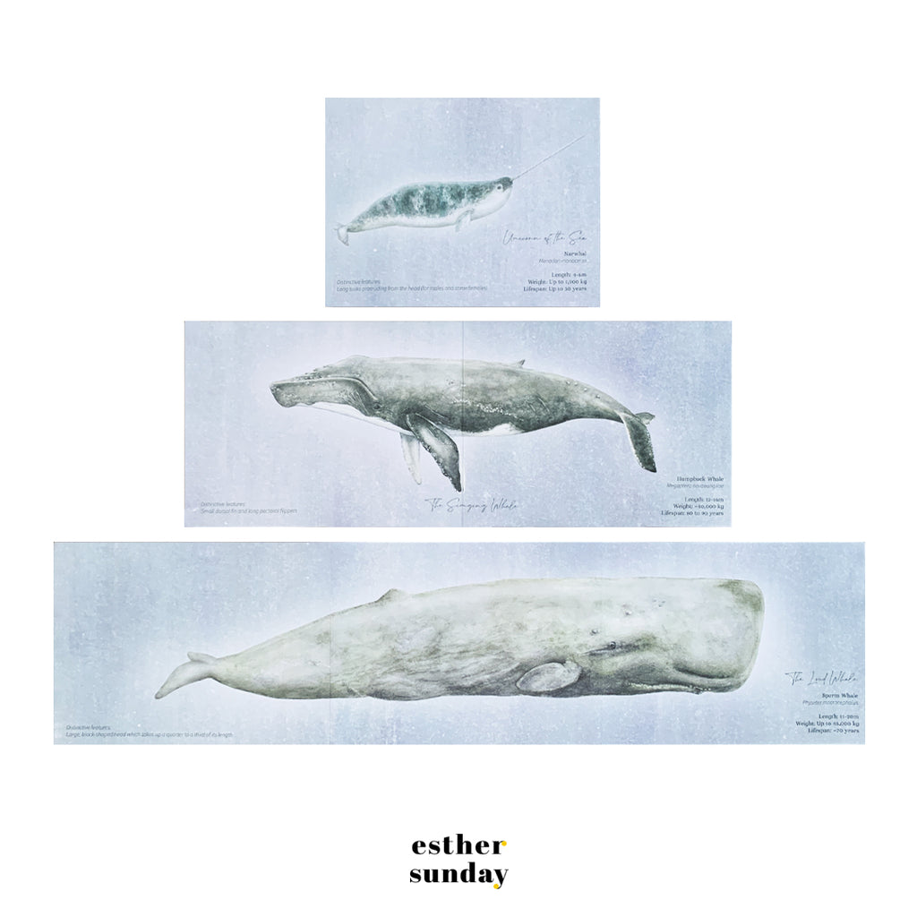 Deep Dwellings Rice Paper Illustrated Whale Washi Masking Tape – Esther  Sunday