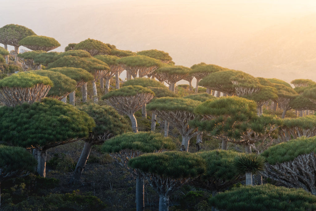 A forest of dragon's blood trees on a hillside