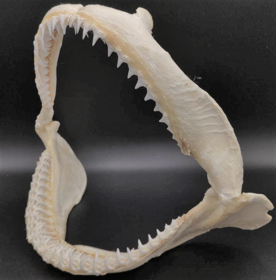 サメ口顎、歯、骨格標本 本物！ - その他