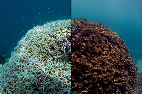 blanqueamiento de arrecifes