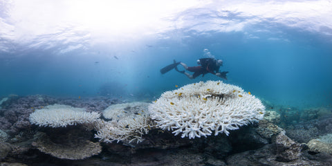 blanqueamiento de arrecifes persona buceando 