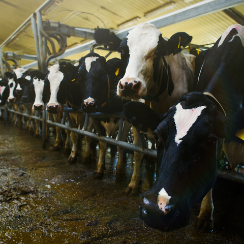 ic: Condiciones de los animales en granjas dedicadas a producción masiva