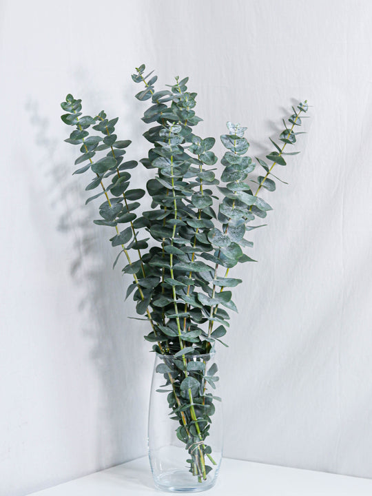 Eucalyptus True Blue - Flower &aмp; Plant Free Deliʋery | Toronto Flower Shop –  Toronto Flower Gallery