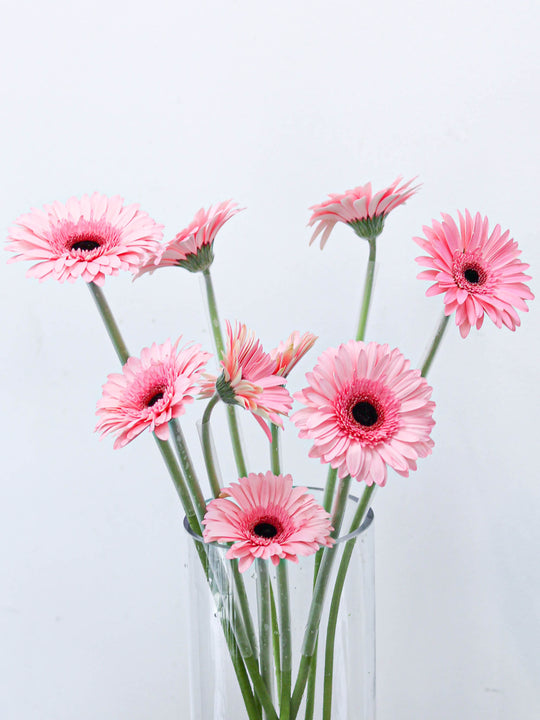 Gerbera - Flower & Plant Free Delivery | Toronto Flower Shop – Toronto  Flower Gallery
