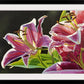 "Stargazer Glow" - 48"x30" Original oil on canvas or Open ed. Giclée of a Stargazer Lily