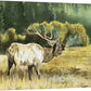 "Misty Morning Bull" 40"x28" Elk canvas or fine art paper art print, ltd. ed. s/n print