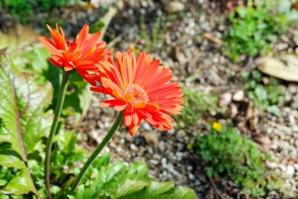 ペットに贈るお悔やみの花の選び方とお勧めの花 Pet Momento