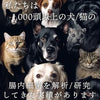 犬の腸内フローラ検査