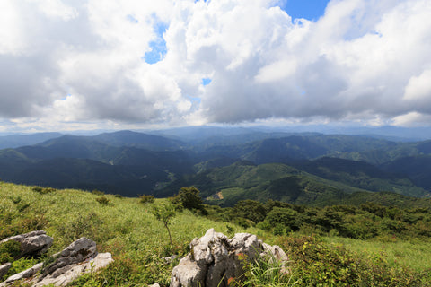 高知県の山間部。山が豊かで鹿や猪の生息が多い