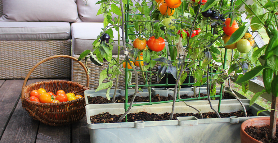 Tomatoes are just one of the great foods that you can easily grow at home.