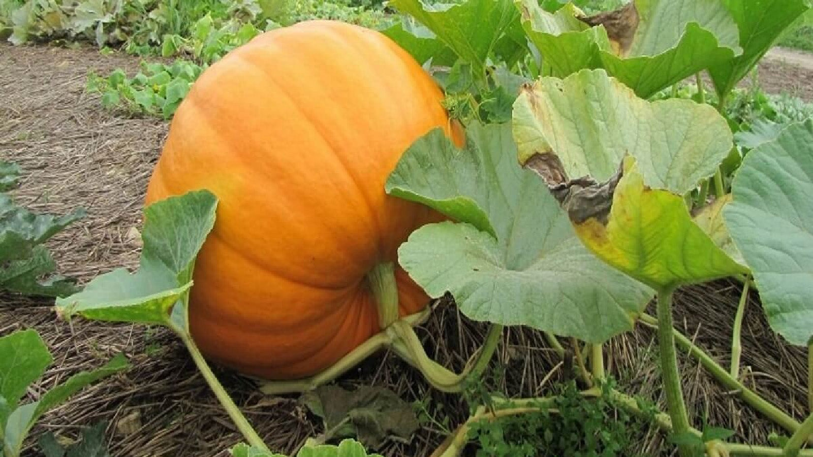 Pumpkin Production and Harvesting Method