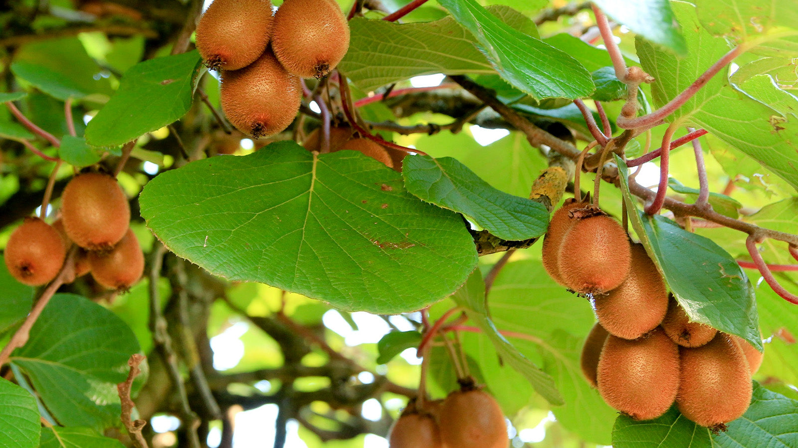 Cultivo do Kiwi