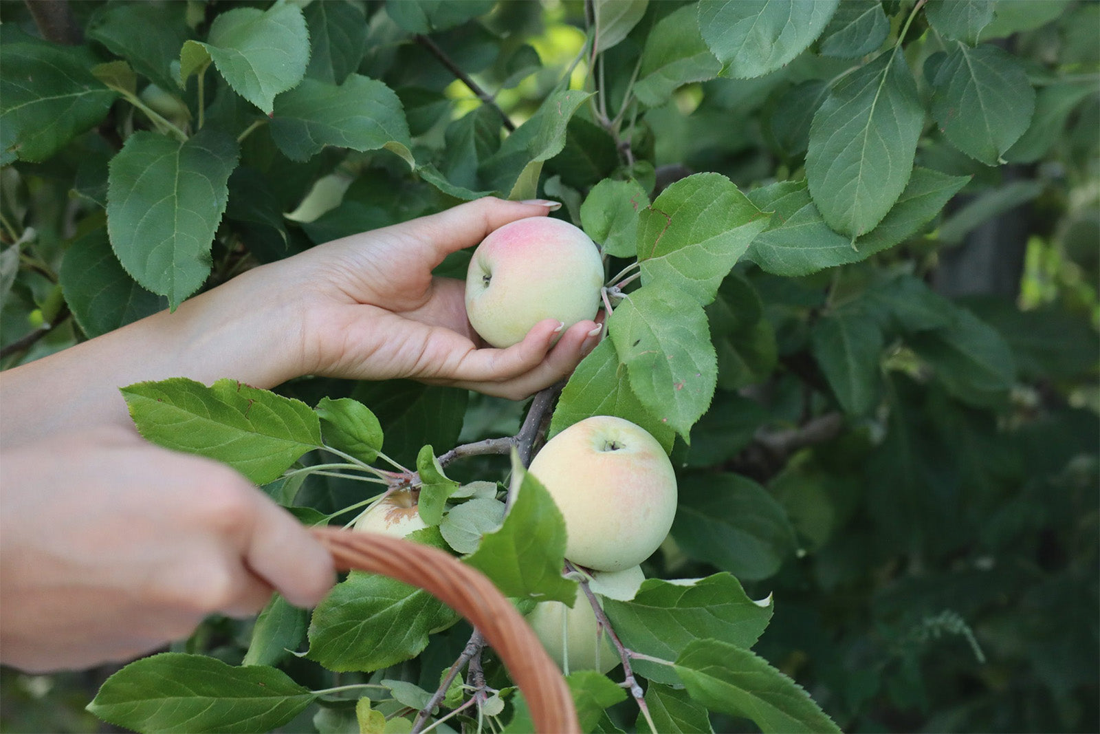 Harvest of Bravo de Esmolfe Apple