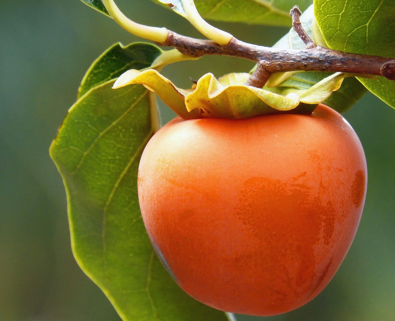Persimmon Production and Harvest Method