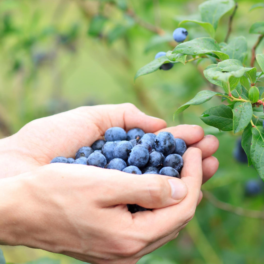 Blueberries used in the production of the artisanal jams by meia.dúzia