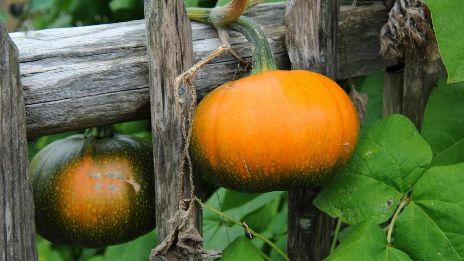 Baby Bear Pumpkin