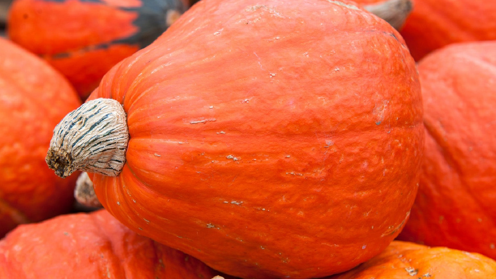 Lakota Pumpkin