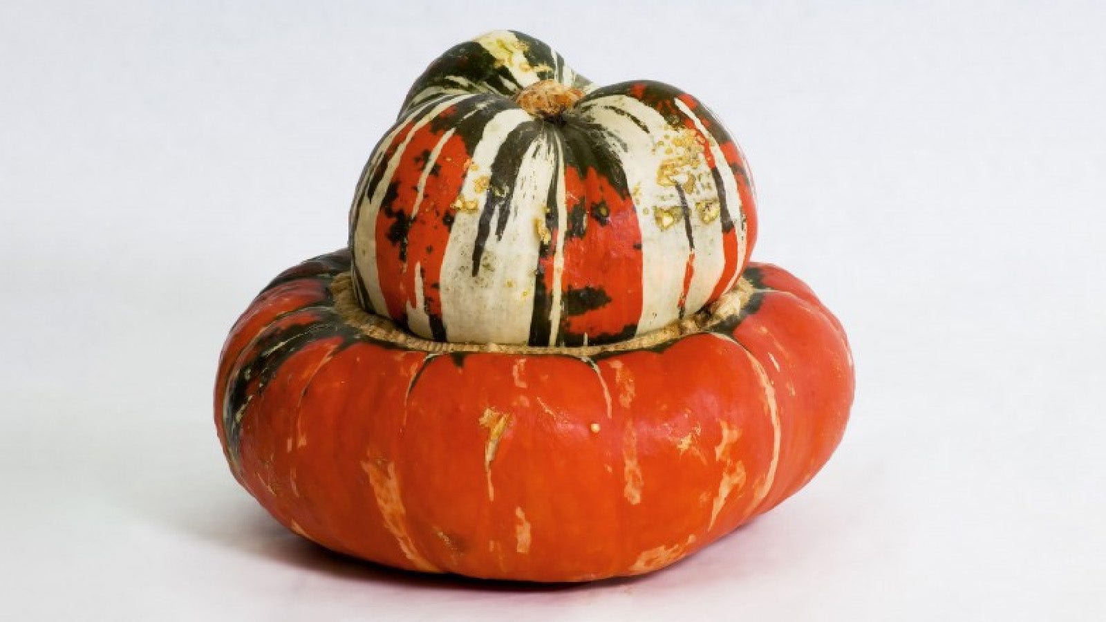 Turkish Turban Pumpkin