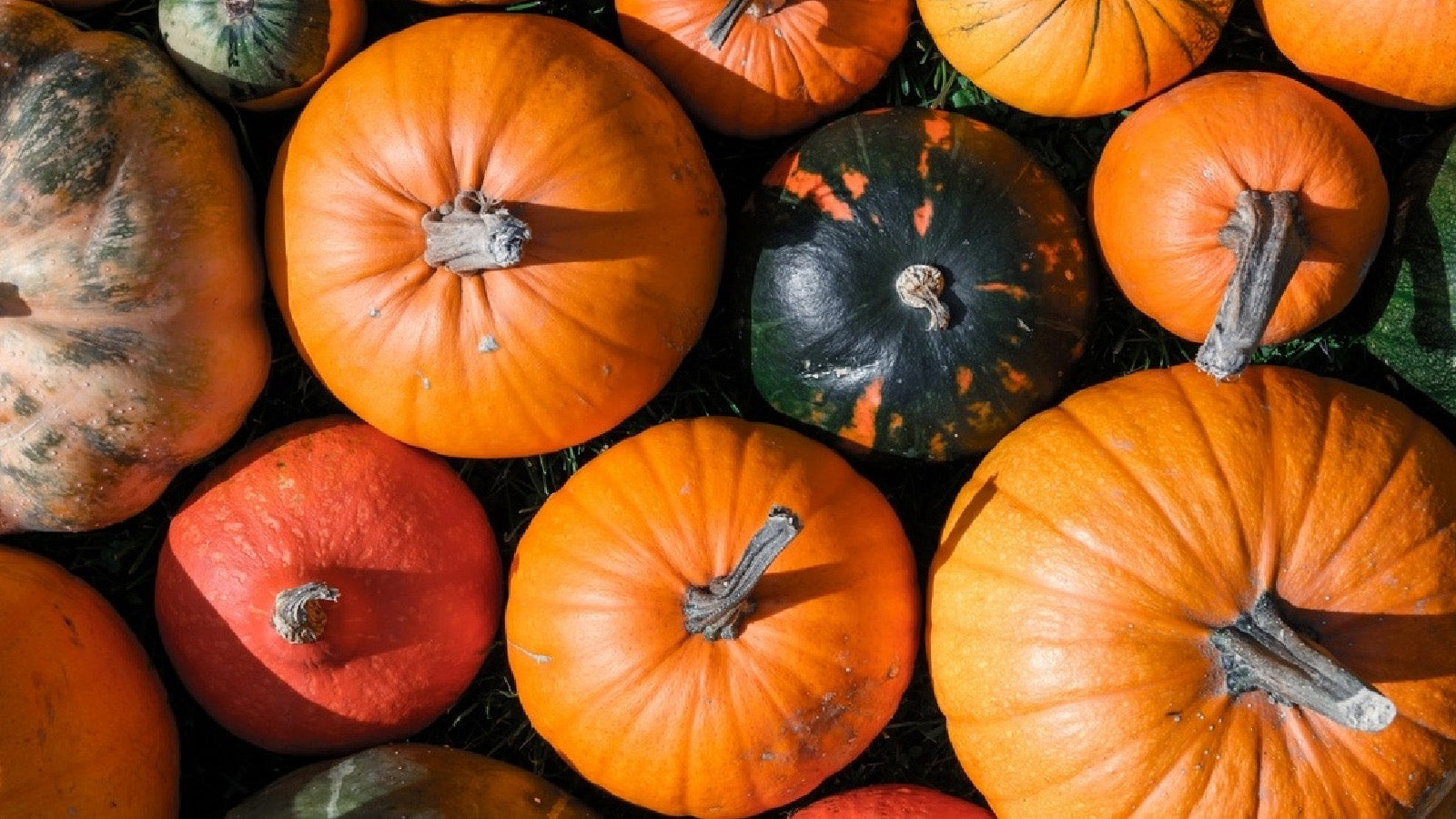 Discover 30 Types of Pumpkin