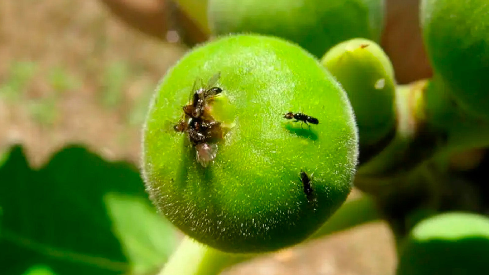 Figs and Fig Wasps
