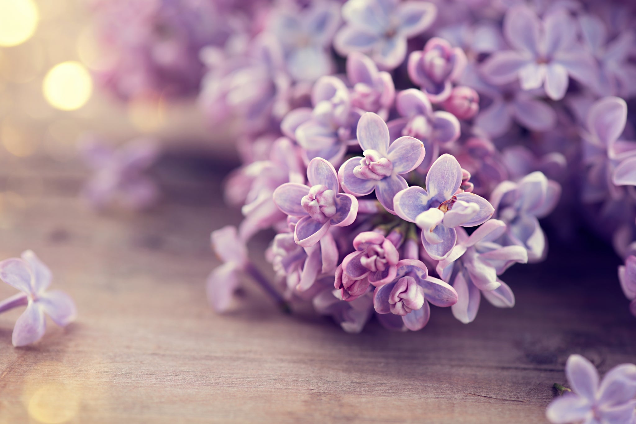 Fleur de lilas | 5 Heures – Hatley Naturals