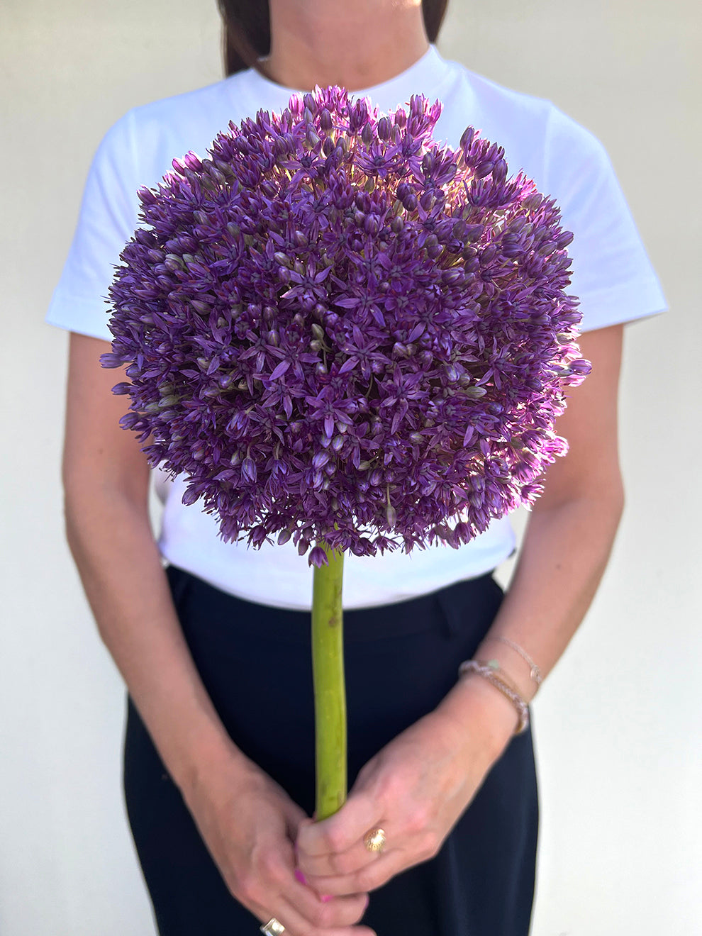 Allium Globemaster - DutchGrown product image