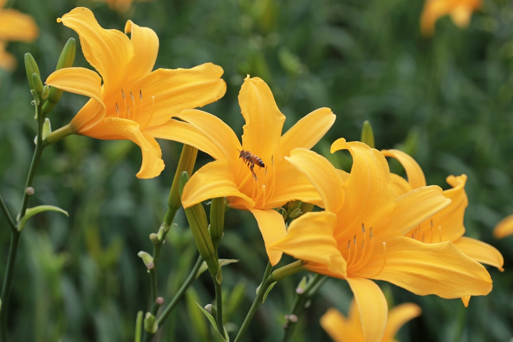 Comment cultiver l'hémérocalle (Hemerocallis)