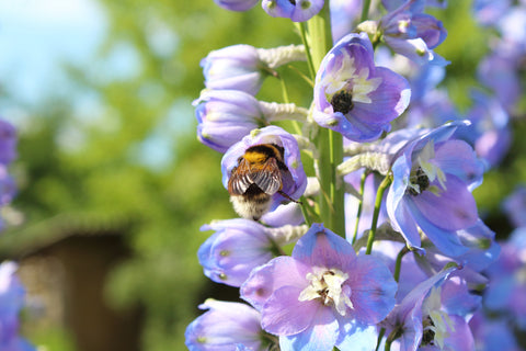 Comment cultiver le Delphinium (Larkspur)