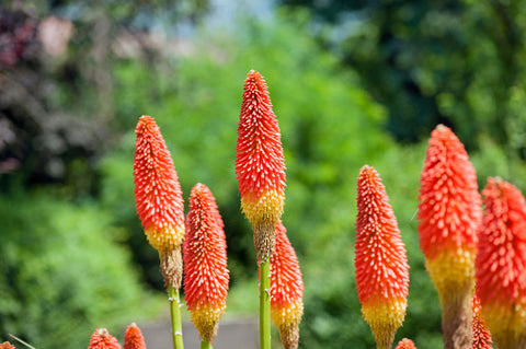 Comment cultiver Red Hot Poker (Kniphofia) 