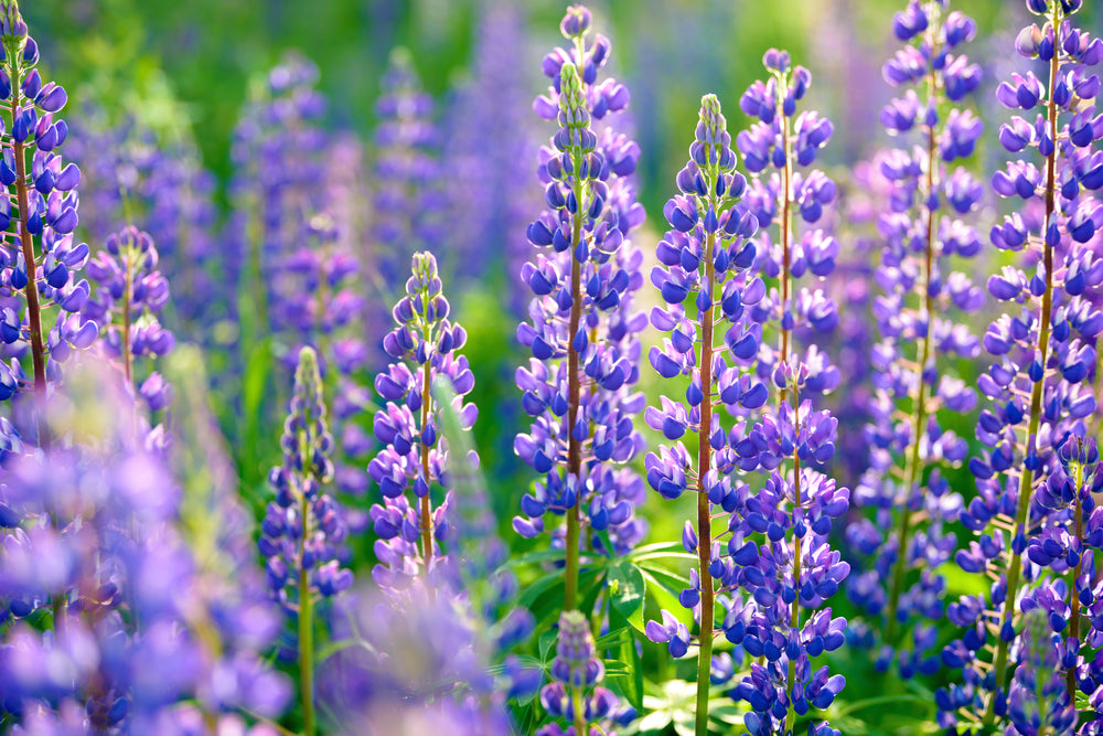 Comment cultiver le lupin (Lupinus)