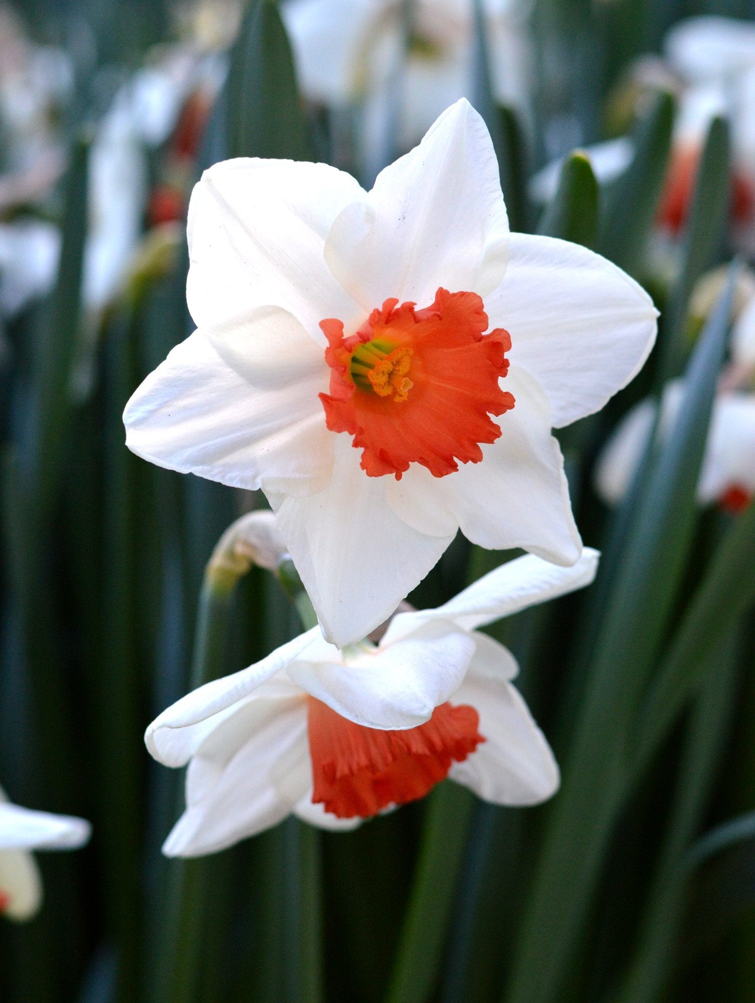 Jonquille Narcissus «Decoy» - Bulbes à fleurs | DutchGrown™