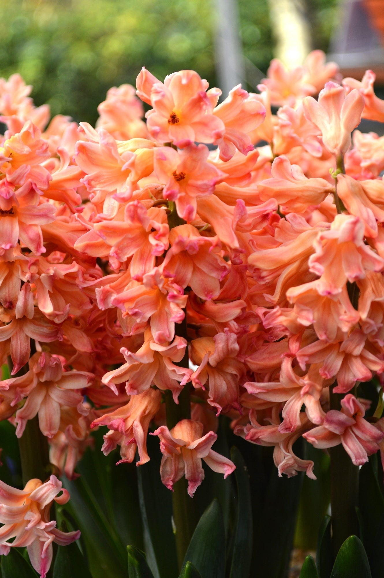 Achetez la jacinthe Gipsy Queen chez DutchGrown™ | Bulbes à Fleurs