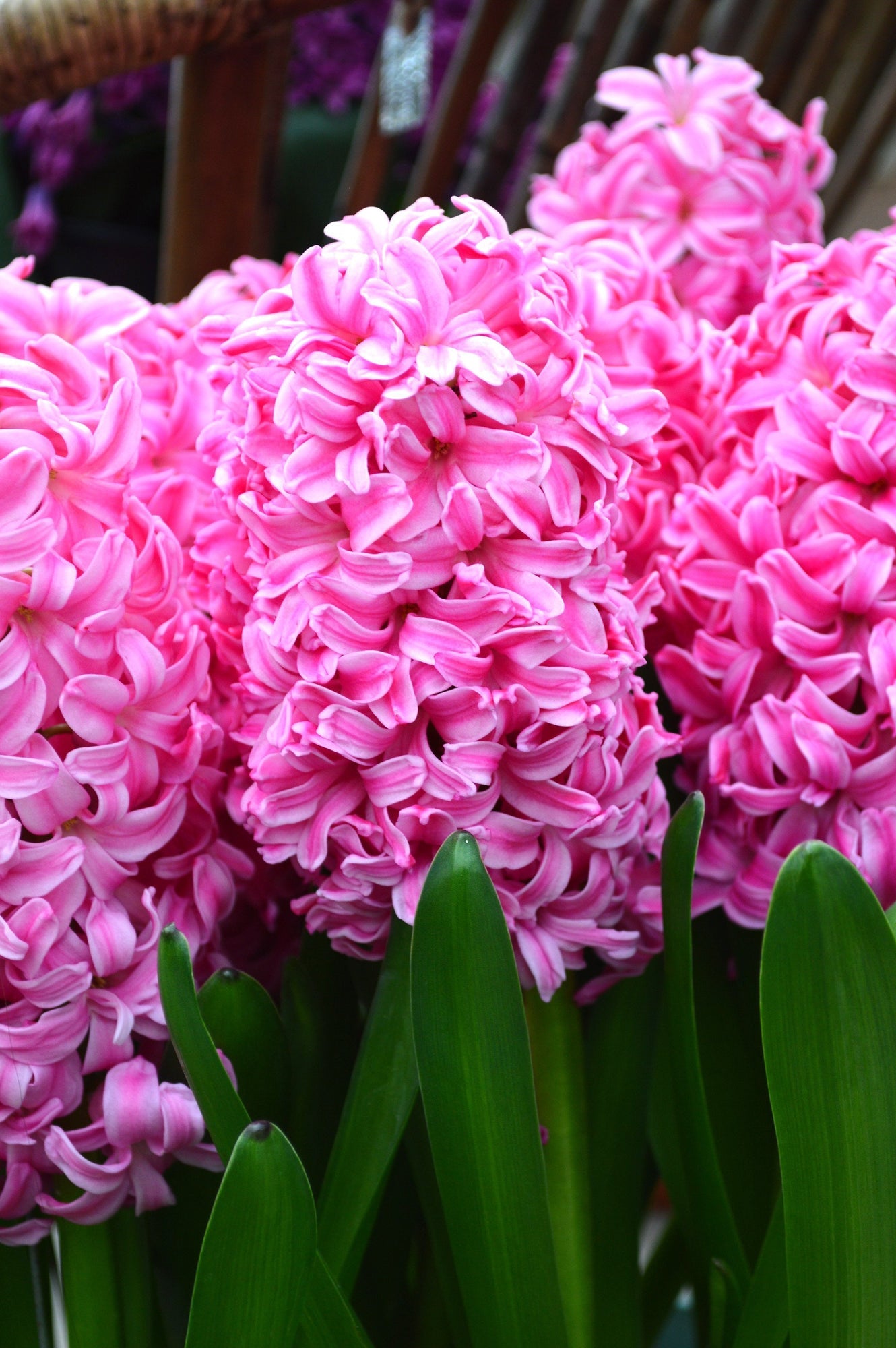 Jacinthe Pink Pearl - Hyacinthus orientalis - Bulbe à fleurs | DutchGrown™