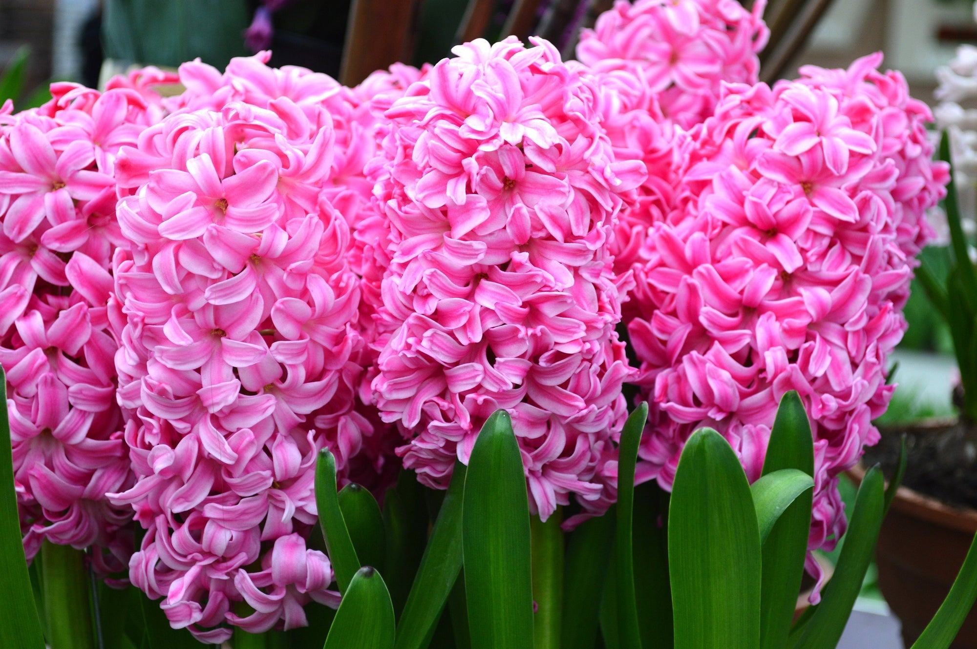 Jacinthe Pink Pearl - Hyacinthus orientalis - Bulbe à fleurs | DutchGrown™