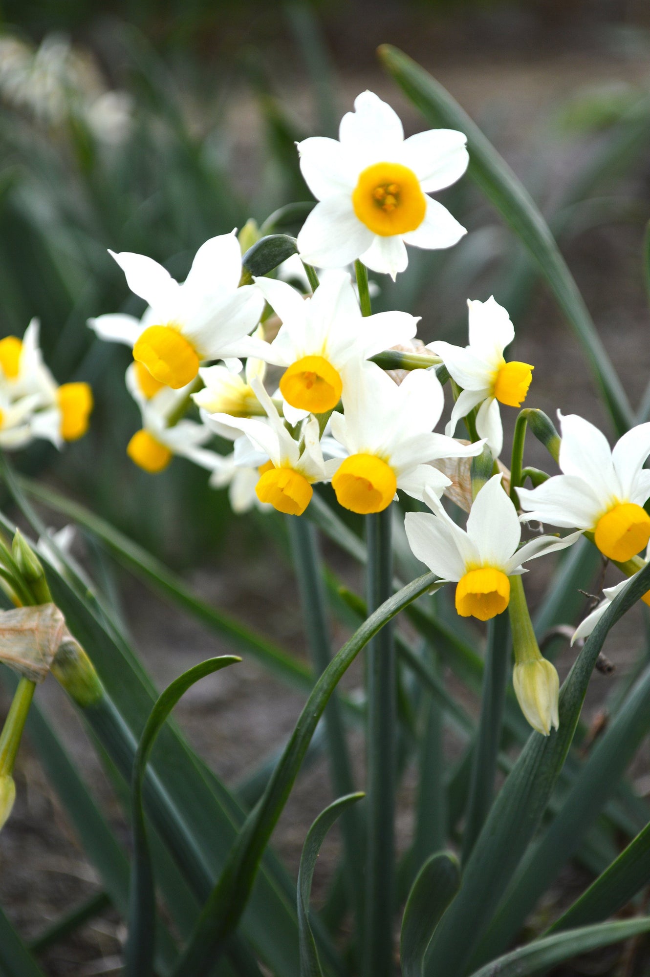 Narcisse nain Canaliculatis | Jonquille naine | DutchGrown™