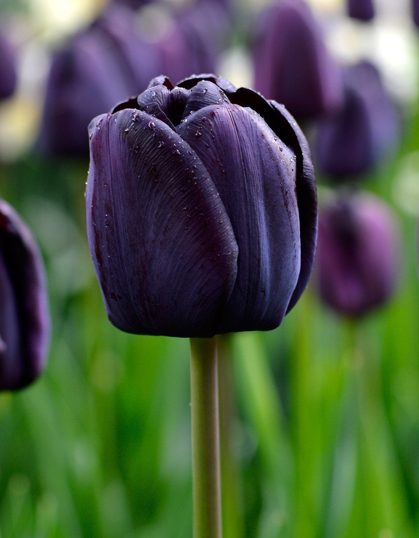 Achetez Tulipe Queen of Night | Tulipe Noire | DutchGrown™