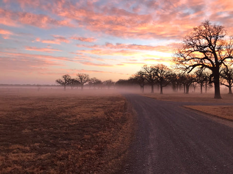 As temperatures begin to change in the fall and spring at the ranch, a blanket of fog often covers the low lying areas at sunrise.