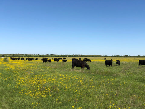 Cattle roam freely and graze the wide open ranges of our ranch. 