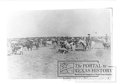 Longhorn herd of cattle resting on the Red River